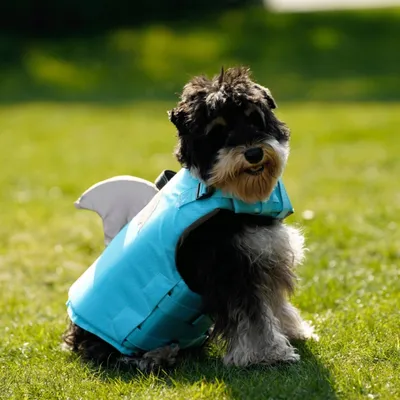 IntiMeg Rettungsweste für Hunde mit Flosse IntiMeg Rettungsweste für Hunde mit Flosse