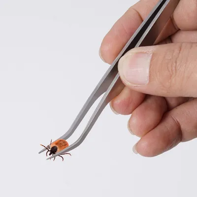 IntiMeg Kit anti-puces et pince pour chien et chat