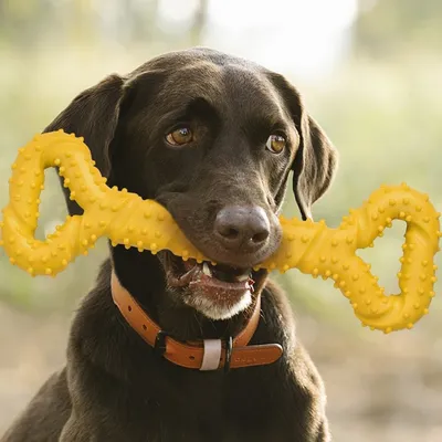IntiMeg Jouet en forme d'os pour chien