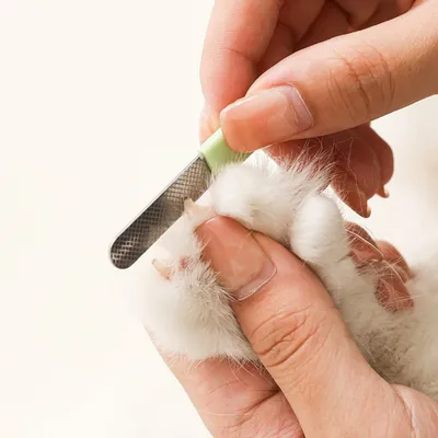 IntiMeg Ciseaux pour ongles d'animaux IntiMeg Ciseaux pour ongles d'animaux