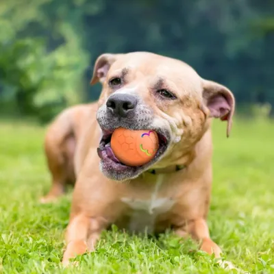 IntiMeg Balle interactive pour animaux de compagnie