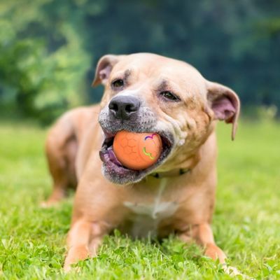 IntiMeg Balle interactive pour animaux de compagnie
