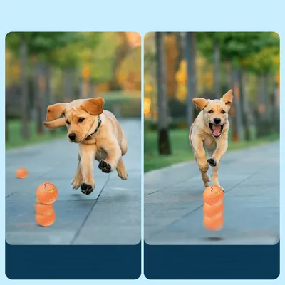 IntiMeg Balle interactive pour animaux de compagnie