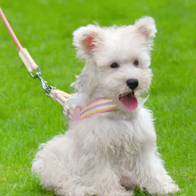IntiMeg Arnés de tiro para perros