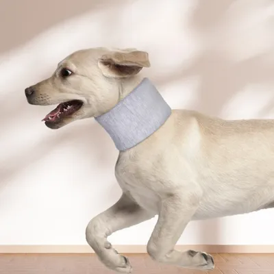 IntiMeg Collier de protection pour chien