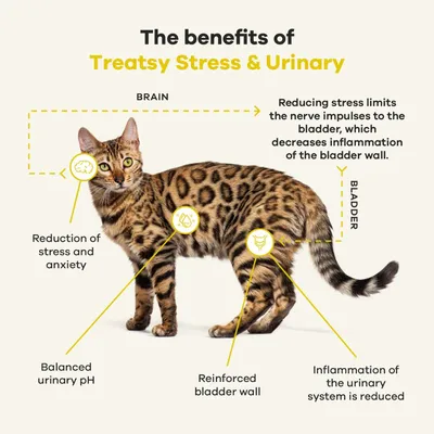 Treatsy Complément Alimentaire - Stress & Système urinaire pour chat