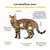 Treatsy Complément Alimentaire - Stress & Système urinaire pour chat