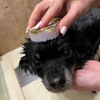 TRUFFE DÉLICE Shampoing anti-puce chien