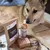 TRUFFE DÉLICE Antiparasitaire chien TRUFFE DÉLICE Antiparasitaire chien