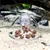 IntiMeg Piège à escargots pour aquarium