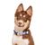 Dukier Collier Chess Board pour chien