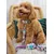 Dukier Collier Cool School pour chien Dukier Collier Cool School pour chien