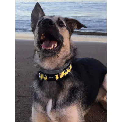 Dukier Collier Superdog