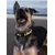 Dukier Collier Superdog