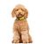 Dukier Collier Lime pour chien