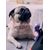 Dukier Collier Booh! pour chien