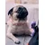 Dukier Collier Booh! pour chien