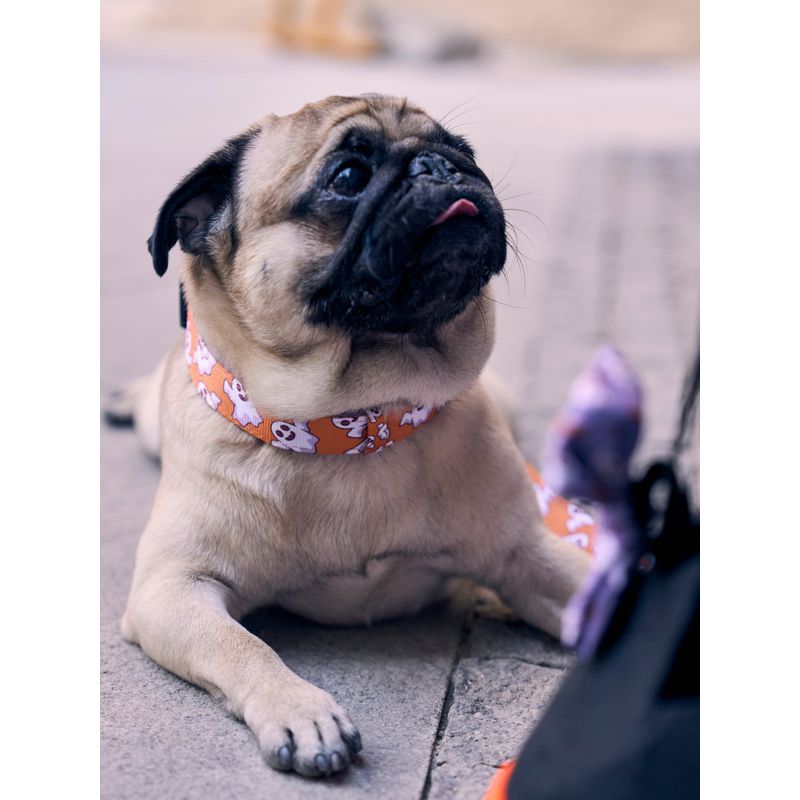 Dukier Collier Booh! pour chien