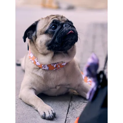 Dukier Collier Booh! pour chien