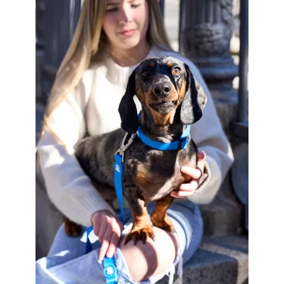 Dukier Collier Blue pour chien