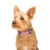 Dukier Collier Purple pour chien