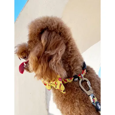 Dukier Collier Sweets