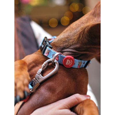 Dukier Collier Churros pour chien