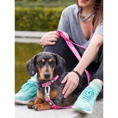 Dukier Collier Dogtella pour chien