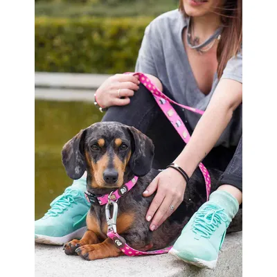Dukier Collier Dogtella pour chien