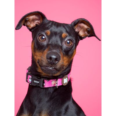 Dukier Collier Dogtella pour chien