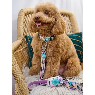 Dukier Collier Cool School pour chien