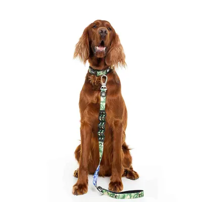 Dukier Collier Camo pour chien