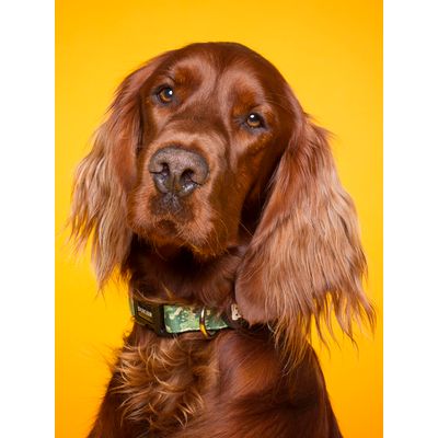 Dukier Collier Camo pour chien