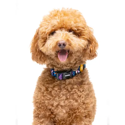 Dukier Collier Catrina pour chien