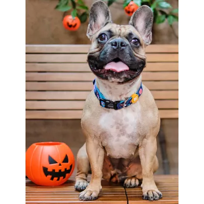 Dukier Collier Catrina pour chien