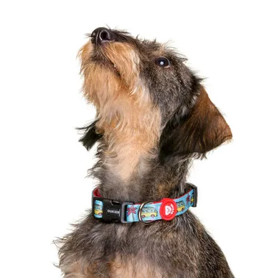 Dukier Collier California pour chien