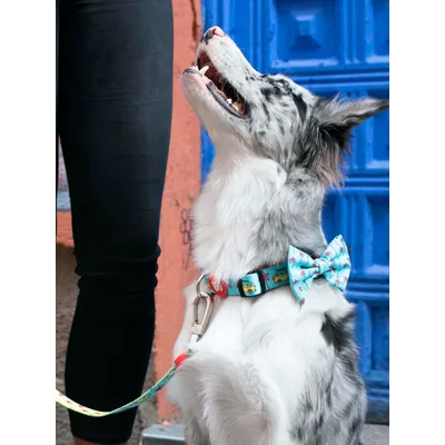 Dukier Collier California pour chien