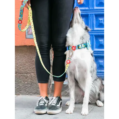 Dukier Collier California pour chien