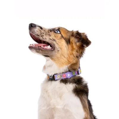 Dukier Collier Smiley