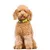 Dukier Collier Lime pour chien