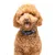 Dukier Collier Catrina pour chien