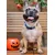 Dukier Collier Catrina pour chien