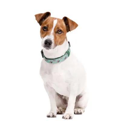 Dukier Collier Leopard