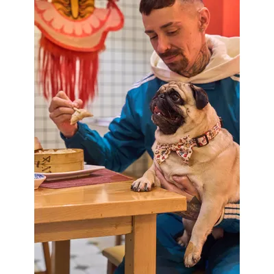 Dukier Collier Asian pour chien