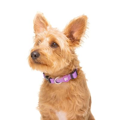 Dukier Collier Purple pour chien