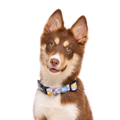 Dukier Collier Chess Board pour chien