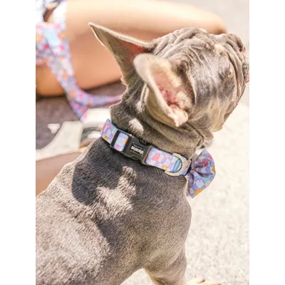 Dukier Collier Chess Board pour chien