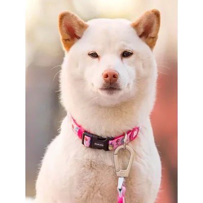 Dukier Collier Princess