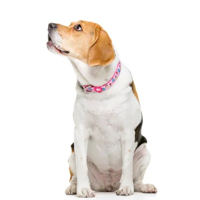 Dukier Collier Princess