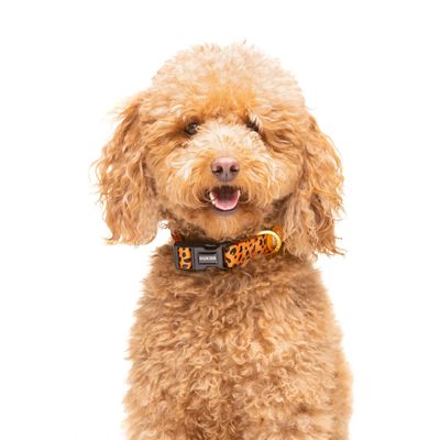 Dukier Collier Cheetah pour chien